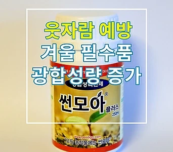 (겨울필수품) 썬모아(광합성량증가,웃자람예방) 1