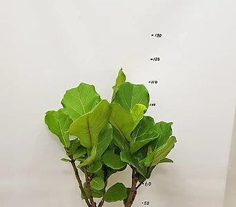 Quercus dentata  1