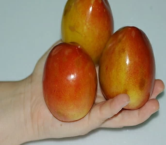 Prunus salicina 1, 1
