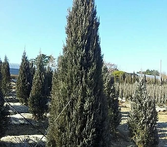 측백나무 블루엔젤 (삽목2년) 플러그묘,목하원예조경 1