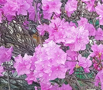진달래나무 묘목 (진달래꽃) H0.3전후 개화주,목하원예조경 1