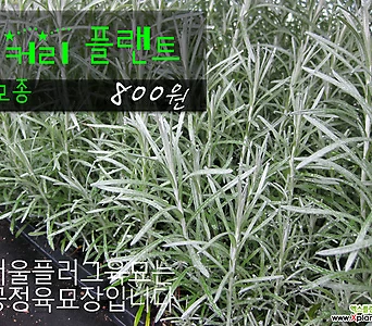 [허브여울모종] 커리프랜트(커리플랜트) 모종 800원 서울육묘생산 허브여울판매 정품모종 1