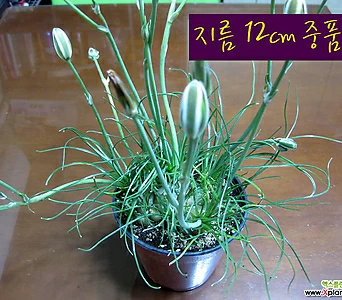 [허브여울다육] 프린시피스 (알부카/ 꽃에서 바닐라향 구근식물) 지름 12cm 중품화분 1