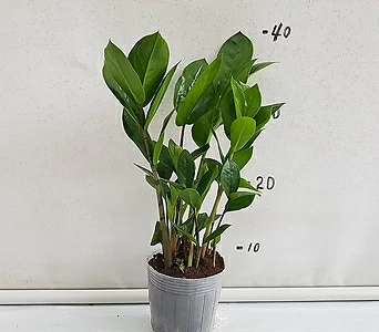 귀염Zamioculcas zamiifolia  1