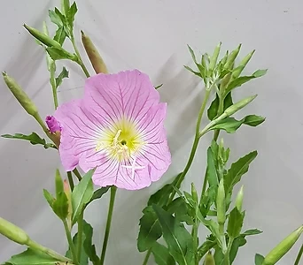 분홍낮달맞이꽃 1