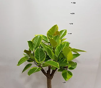뱅갈나무 1
