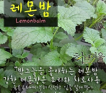 레몬밤(Lemonbalm 