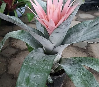 카시안타/분홍꽃을 피우는 공기정화 대표식물 1