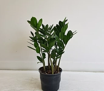 Zamioculcas zamiifolia/공기정화식물/인테리어/반려식물 /// 1