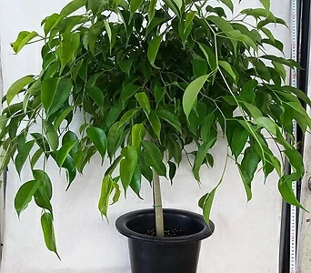 Ficus benjamina L. /85cm 1