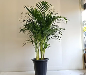 Areca Palm ////  160 1