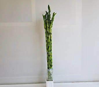 개운죽(70cm)/공기정화식물/인테리어/반려식물 1