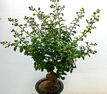 배롱나무(목백일홍) 1