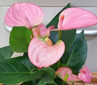 Anthurium andraeaeanum []  Small Pink 129 1