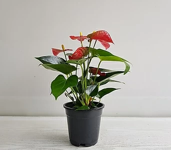 안시리움(빨강)/공기정화식물/인테리어/반려식물/꽃 1