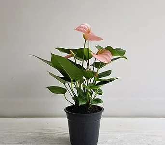 안시리움(핑크)/공기정화식물/인테리어/반려식물/꽃 1