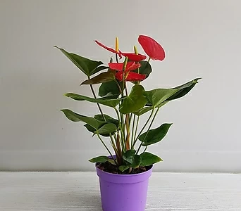 안시리움(빨강)/공기정화식물/인테리어/반려식물/꽃 1