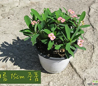 Euphorbia milii []    15cm 1