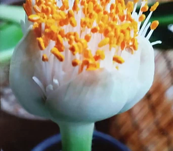 알비프로스.헤만투스.털군자란.밍크붓꽃(튤립형흰색꽃).꽃대있어요. 1