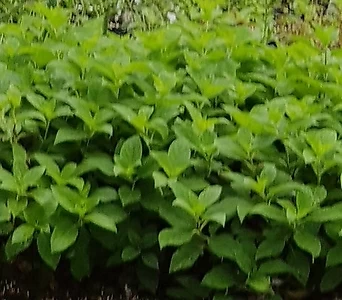Hydrangea macrophylla 7 1