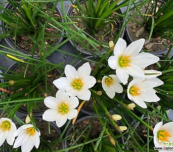 노지월동 가능한 샤프란 엑스플랜트 엑플 흰색꽃 알뿌리 1