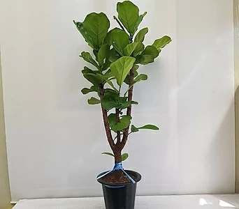 떡갈나무/공기정화식물/인테리어/반려식물/대품 1