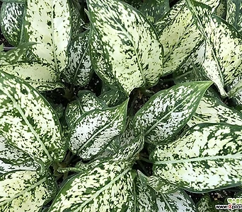 아글레오마 스노우사파이어 음직식물 수경재배 키우기쉬운식물 1