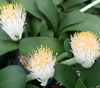 알비프로스.헤만투스.털군자란.밍크붓꽃(흰색꽃)꽃대. 1