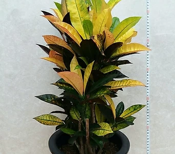 Codiaeum Variegatum Blume Var Hookerianum /색상이이뻐요/높이80센치 / /80 1