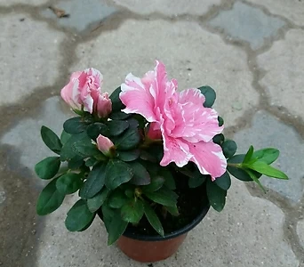 Rhododendron schlippenbachii /// 1