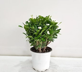 Euphorbia milii //// 1