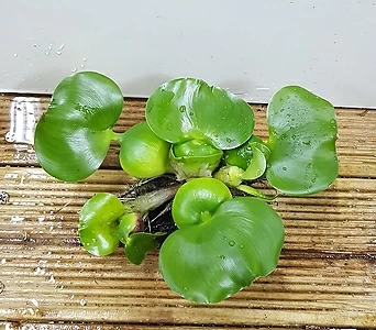 Eichhornia crassipes /// 1