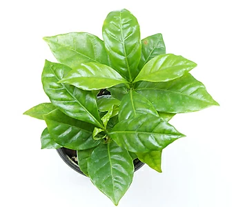 커피나무 실내공기정화식물 거실화분 인테리어식물 거실화분 플랜테리어 화초 관엽식물 1
