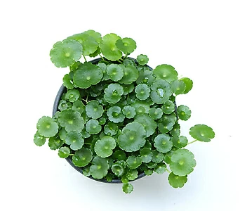 워터코인 공기정화식물 수경재배식물 수경식물 수생식물 물에서키우는식물 1