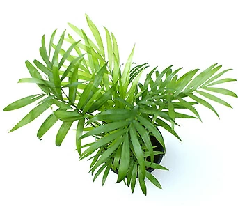 실내공기정화식물 거실화분 인테리어식물 거실화분 플랜테리어 화초 관엽식물 테이블야자 공기정화식물   1
