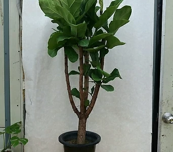 Ficus elastica //120/ 1