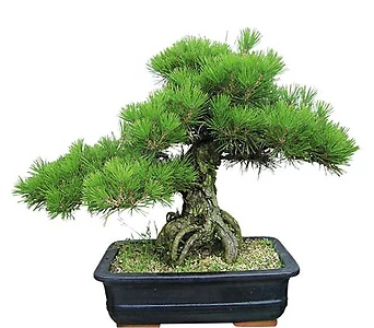 Pinus thunbergii Parl. - 1