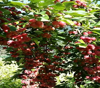 꽃사과나무 애기사과(접목1년특묘),목하원예조경 1