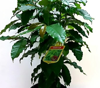 아라비카 커피나무 1