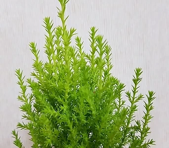 율마(S) /크리스마스나무/트리/크리스마스트리/공기정화식물 1