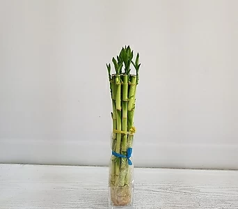 개운죽(30cm,10개입)/공기정화식물/온누리 꽃농원 1