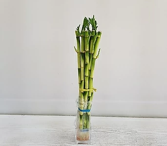 개운죽(40cm,10개입)/공기정화식물/온누리 꽃농원 1