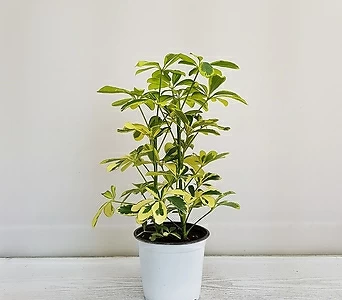 칼라홍콩야자/공기정화식물/온누리 꽃농원 1
