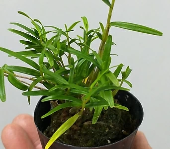 Dendrobium hancockii  1