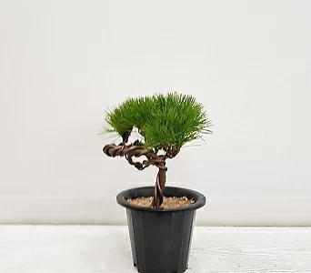 Pinus thunbergii Parl. // 1