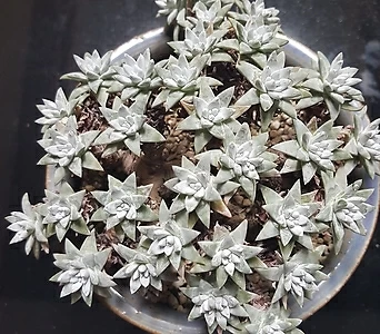 Dudleya White gnoma(White greenii / White sprite) 40 1