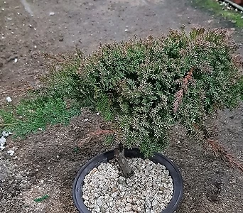 Juniperus chinensis  1