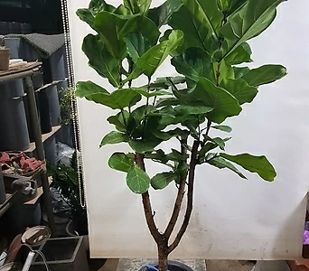 떡갈고무나무 특대품 (180cm~2m) 1