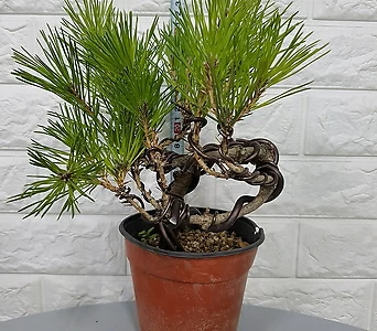 Pinus thunbergii Parl. 15 - 1