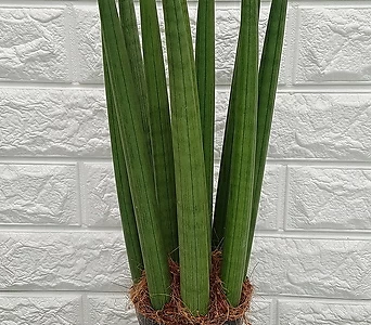 스투키 35cm내외 9촉 - 공기정화식물 1